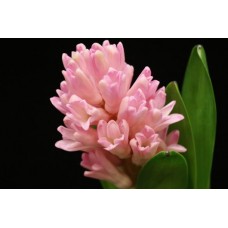 Hyacinth - Pink